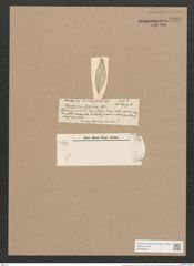 Pleurosigma japonicum Castr. (de-Toni-Nr.: Genus 13, Species 1024) Zeichnungen Sammlung Grunow Nr. 2086 (NHMW-BOT-W0368953)
